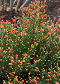 Calluna vulgaris 'Spring Torch'